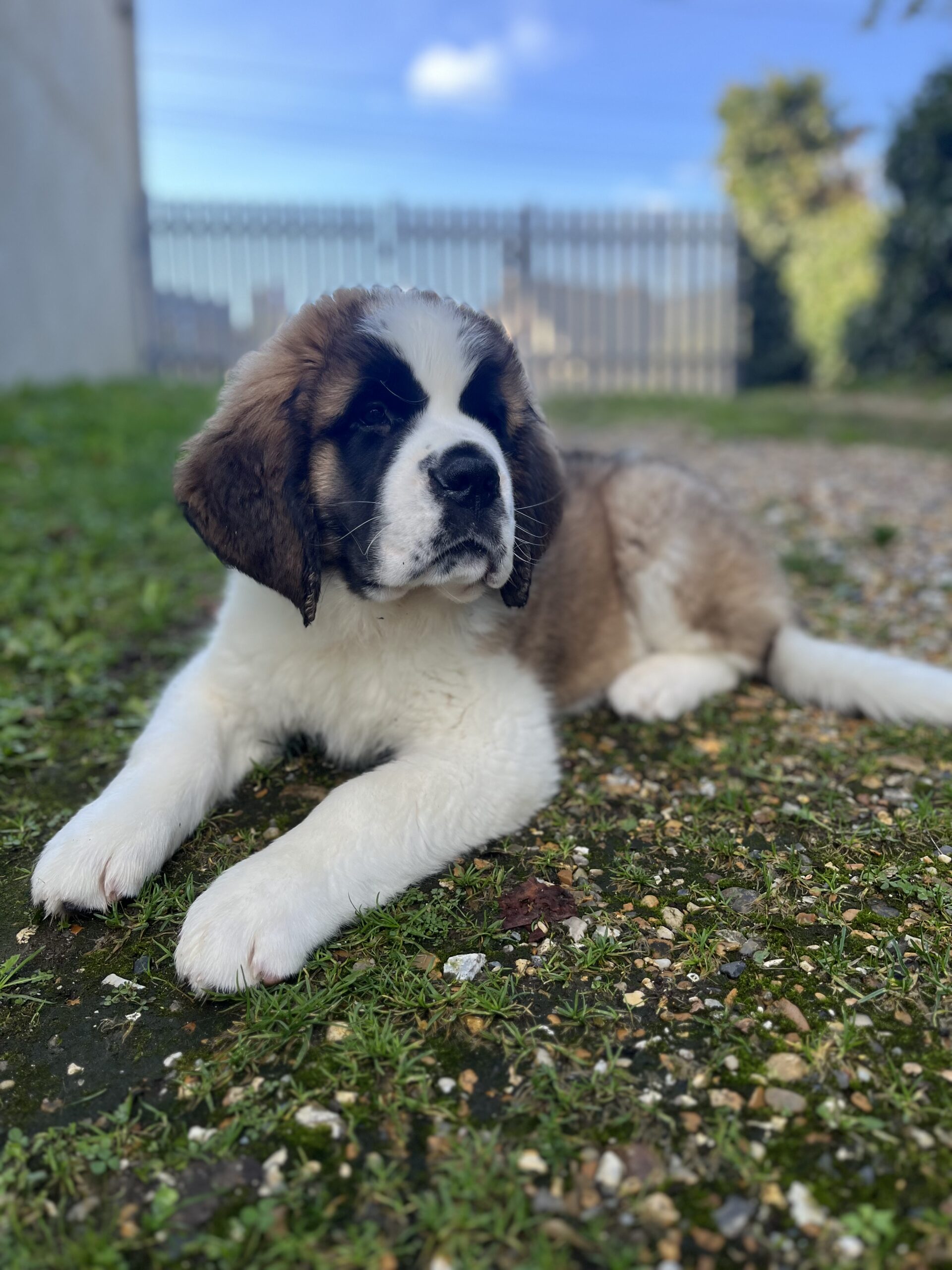 Aperçu d'un chiot Saint Bernard
